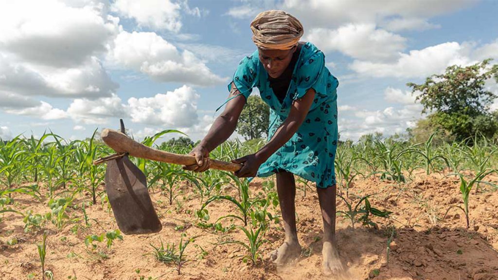 Zimbabwe-farmworkers-lash-out-at-work-conditions--Aljazeera-African-Insider